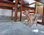 Собаки в Феодосии: Найдена собака в Феодосии Девочка, Бесплатно - фото 2