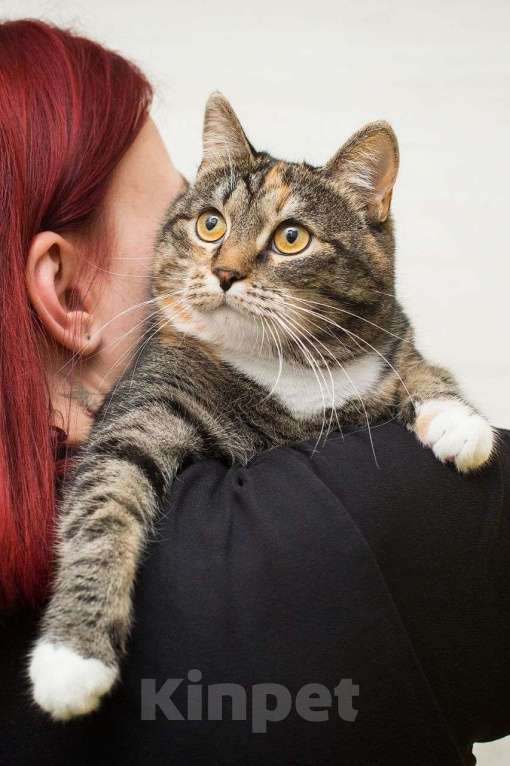 Кошки в Москве: Прошел год 💔 Антилопу так никто и не заметил  И на знакомство к ней никто не приходил... Девочка, Бесплатно - фото 3