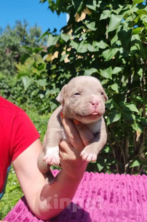 Собаки в Москве: Амбулли лилового окраса мальчики Мальчик, 100 000 руб. - фото 2