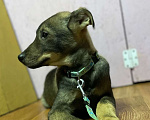 Собаки в Клине: Фрэдди Мальчик, Бесплатно - фото 1