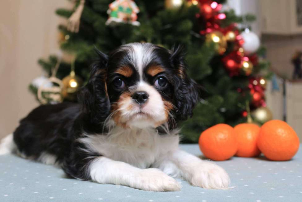 Собаки в Воронеже: Мальчик триколор Мальчик, 60 000 руб. - фото 1