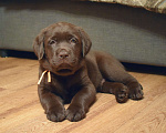 Собаки в Санкт-Петербурге: Шоколадные щенки лабрадора из питомника РКФ Мальчик, 100 000 руб. - фото 4