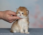 Кошки в Санкт-Петербурге: Британская золотая шиншилла BLH Девочка, 60 000 руб. - фото 1