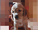 Собаки в Ржеве: Красотка Девочка, 40 000 руб. - фото 3