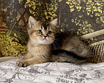 Кошки в Астрахани: Котик Царес Мальчик, 30 000 руб. - фото 5