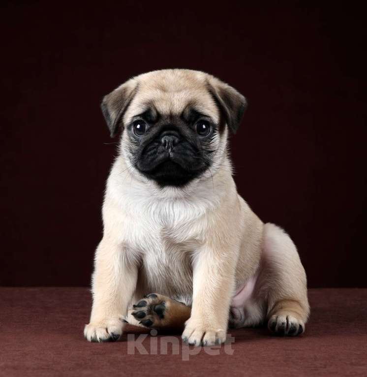 Собаки в Москве: Присмотритесь, не Ваш ли это подарочек на Новый Год?! Девочка, 120 000 руб. - фото 3
