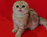 Кошки в Москве: Золотая мраморная вислоухая кошечка Девочка, 20 000 руб. - фото 7
