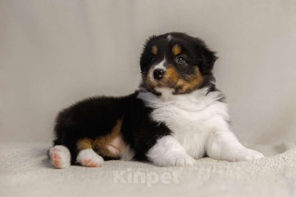 Собаки в Москве: Продаются щенки австралийской овчарки Разнополые, Бесплатно - фото 3