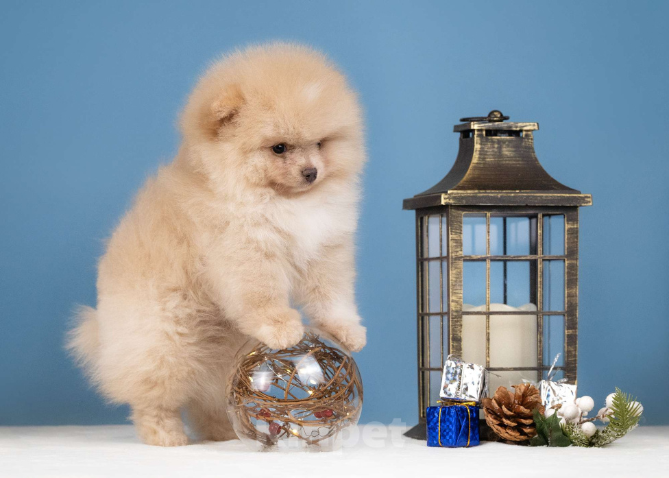 Собаки в Всеволожске: Мальчик померанского шпица Мальчик, 60 000 руб. - фото 1