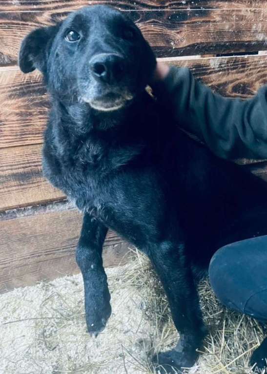 Собаки в других городах Владимирской области: Мудрый Джек в добрые ручки! Мальчик, Бесплатно - фото 4