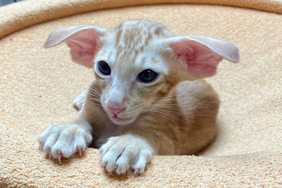 Кошки в Перми: Ориентальный котенок Мальчик, Бесплатно - фото 1