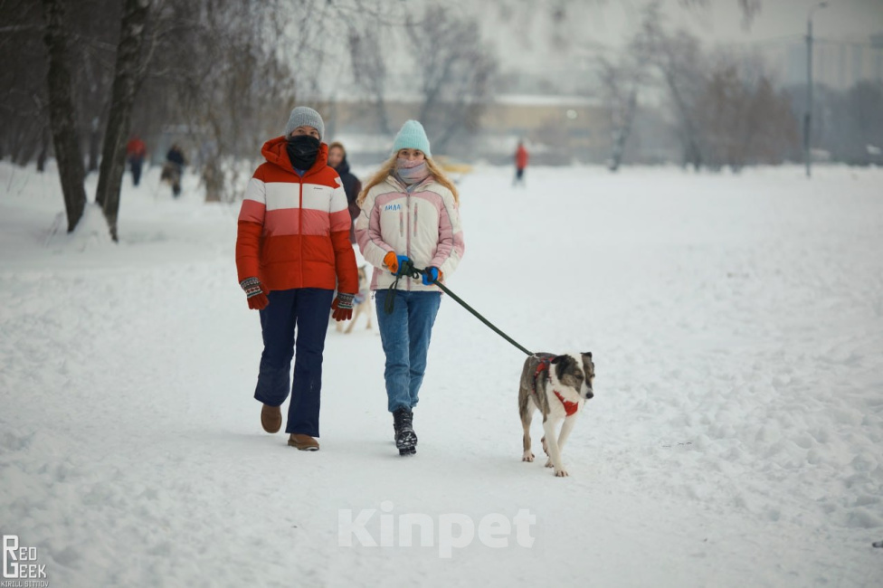Собаки в Москве: Белый воротничок Мальчик, Бесплатно - фото 3