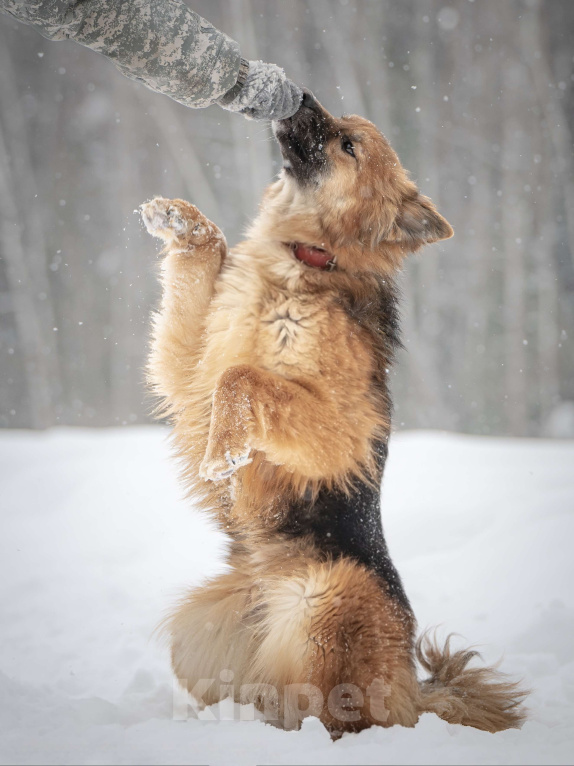 Собаки в Клине: Фисташка — роскошная красавица готова стать частью вашей семьи Девочка, Бесплатно - фото 7