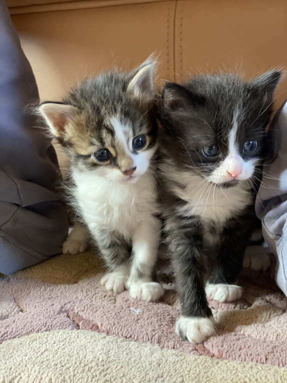 Кошки в Истре: Котята  Девочка, Бесплатно - фото 5