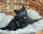 Кошки в Калуге: Кошки-крошки. Котята в добрые руки.  Девочка, Бесплатно - фото 3