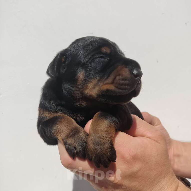 Собаки в других городах Московской области: Щенки добермана  Мальчик, 70 000 руб. - фото 3