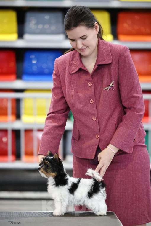 Собаки в Екатеринбурге: Бивер йорк остался 1 мальчик Мальчик, 55 000 руб. - фото 2