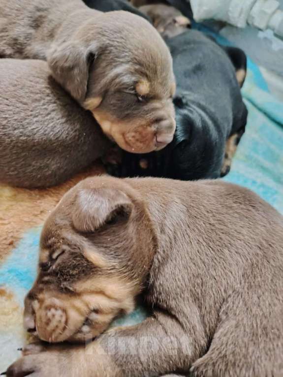 Собаки в Москве: Доберман  Мальчик, 50 000 руб. - фото 2