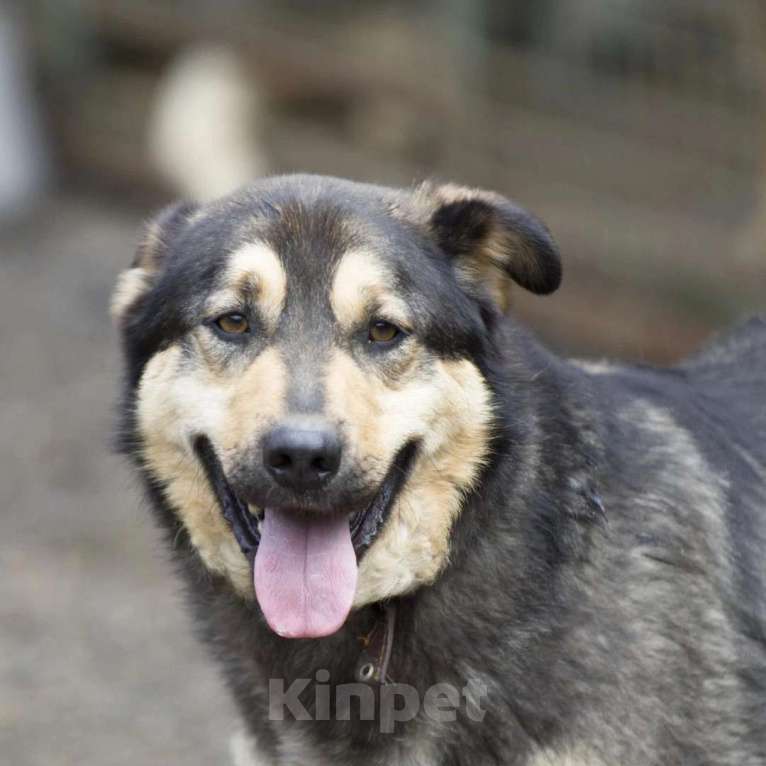 Собаки в Москве: Дэймон Мальчик, Бесплатно - фото 2