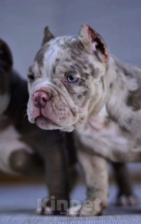 Собаки в Балашихе: Щенок американского булли Девочка, 100 000 руб. - фото 5