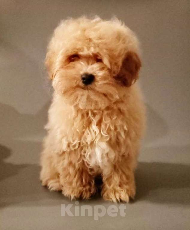 Собаки в других городах Свердловской области: мальтипу F1 мини, карамельный мальчик   Мальчик, 100 000 руб. - фото 1