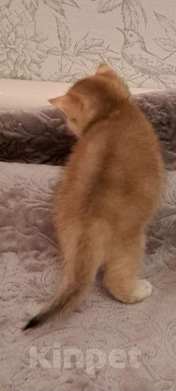 Кошки в Москве: Золотая шотландская девочка  Девочка, 40 000 руб. - фото 3