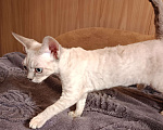Кошки в Санкт-Петербурге: Котёнок (девочка) Девон-Рекс Девочка, 85 000 руб. - фото 6