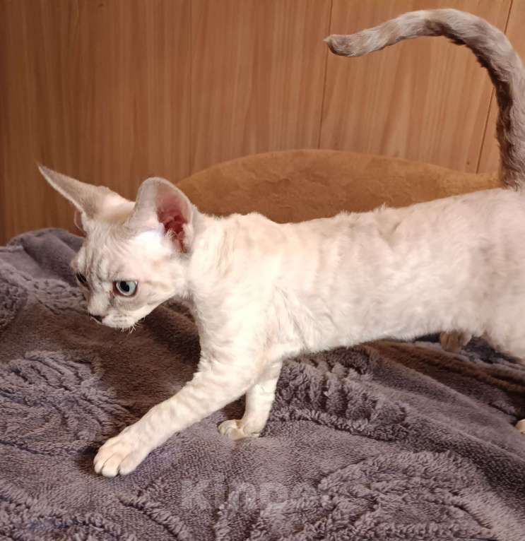 Кошки в Санкт-Петербурге: Котёнок (девочка) Девон-Рекс Девочка, 85 000 руб. - фото 6