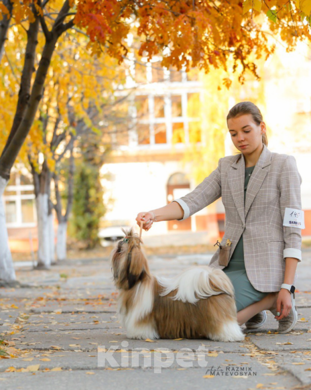 Собаки в Самаре: Взрослая сука Ши -тук  Девочка, Бесплатно - фото 2