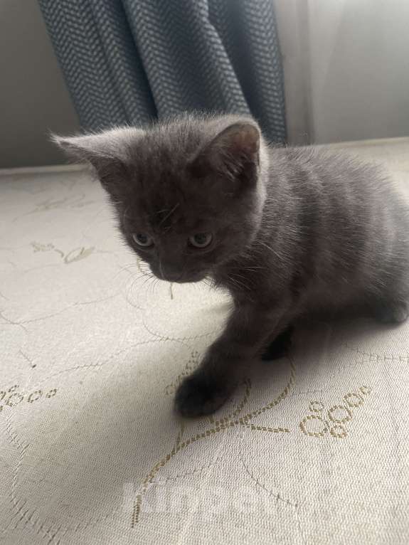 Кошки в Красноярске: Голубая или серенькая девочка Девочка, 1 000 руб. - фото 3