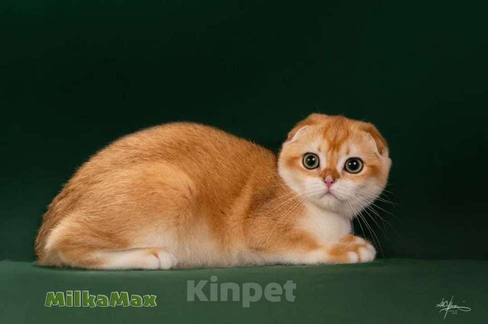 Кошки в Калуге: Золотая завуалированная шиншилла 🥰  Мальчик, 70 000 руб. - фото 2