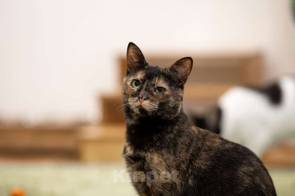 Кошки в Москве: кошка Ульяна Девочка, Бесплатно - фото 8