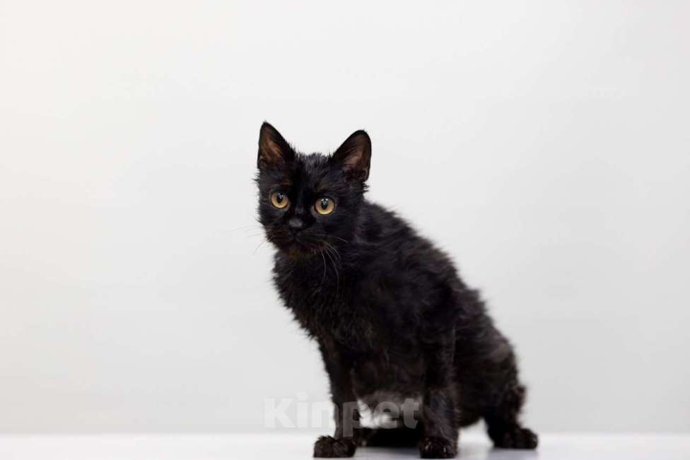 Кошки в Москве: Драный кот Биба Мальчик, Бесплатно - фото 5