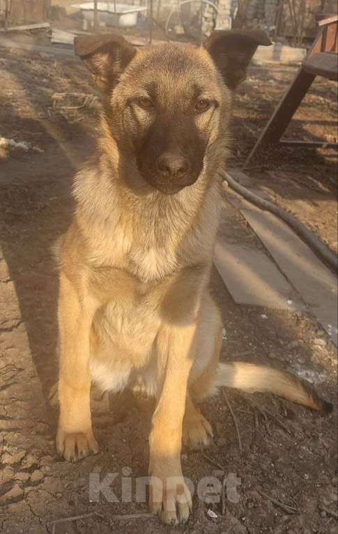 Собаки в других городах Свердловской области: Отдам щенка девочка Девочка, Бесплатно - фото 1