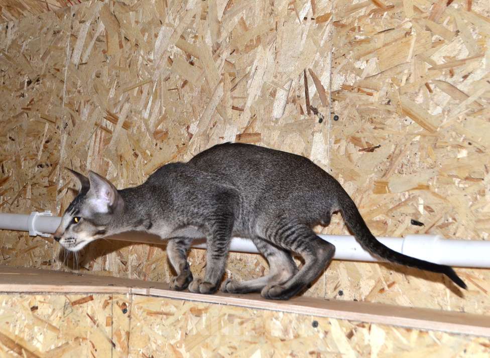 Кошки в Глазове: Гуффи Мальчик, 45 000 руб. - фото 4