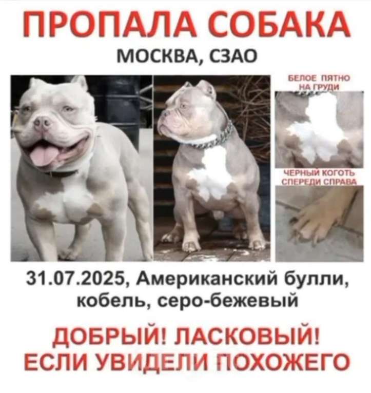 Собаки в Москве: Потерялась любимая собака Мальчик, Бесплатно - фото 1