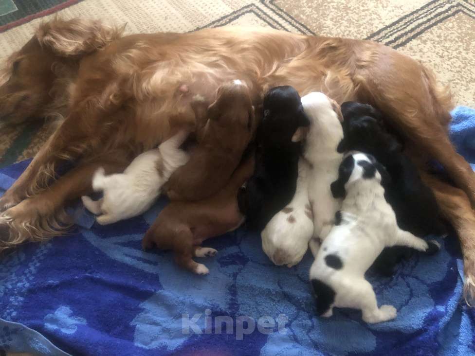 Собаки в Липецке: Продам щенков Мальчик, 12 000 руб. - фото 6