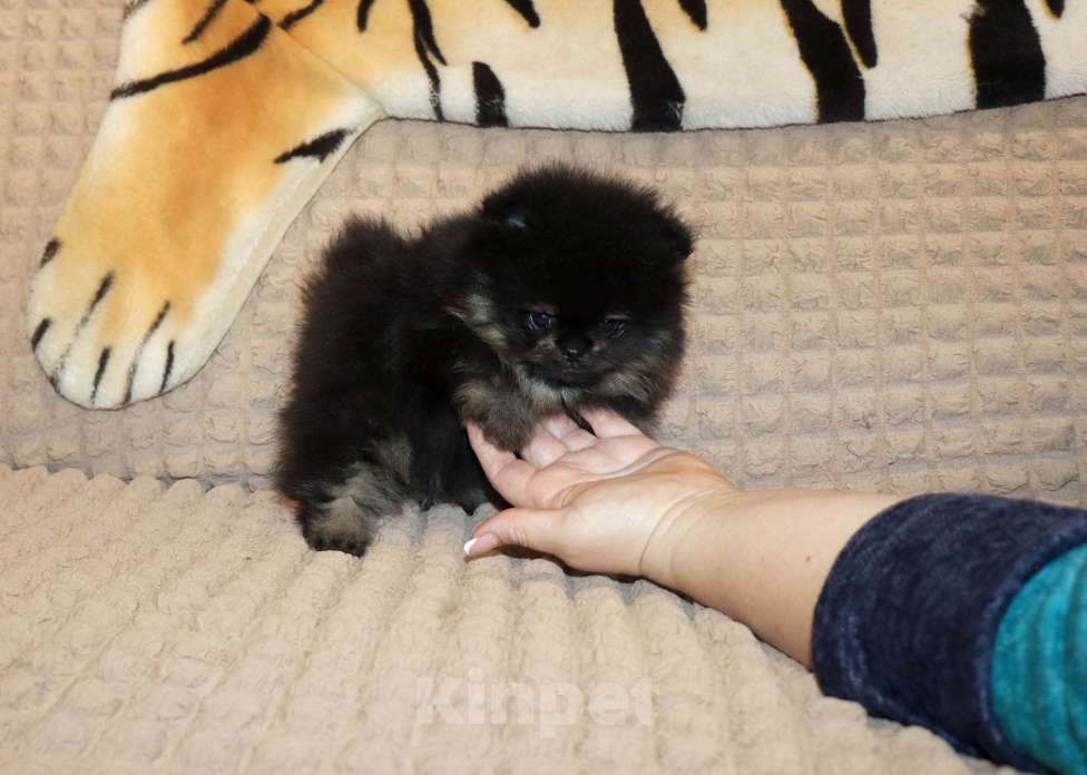 Собаки в Москве: Крошка шпиц. Бэби-Фэйс 👍 Мальчик, 75 000 руб. - фото 3