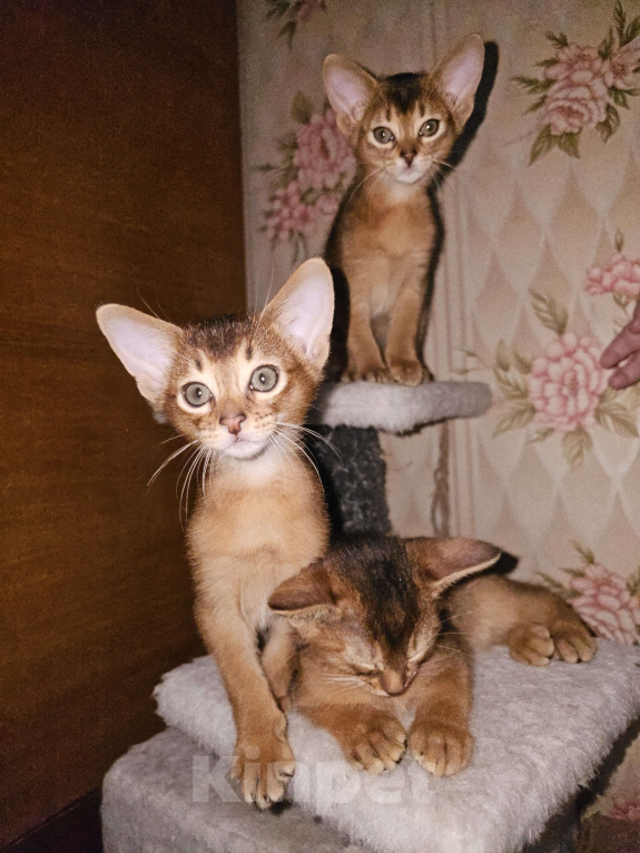 Кошки в Рузе: Абиссинские котята Разнополые, 70 000 руб. - фото 1
