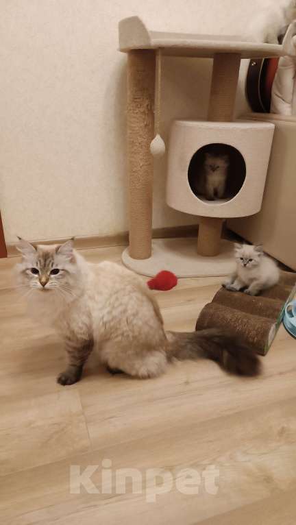 Кошки в Санкт-Петербурге: Невский маскарадный котенок Мальчик, 50 000 руб. - фото 4