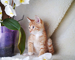 Кошки в Москве: Рыжий котенок Локи в добрые руки Мальчик, Бесплатно - фото 2