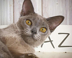 Кошки в Москве: Бурманский котенок голубого окраса, 60 000 руб. - фото 3