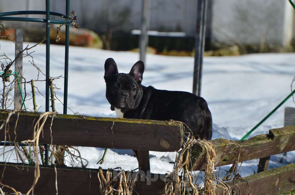 Собаки в Старом Купавне: Французский друг Мальчик, 50 000 руб. - фото 6
