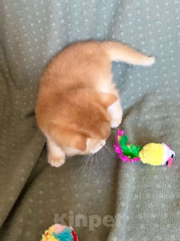 Кошки в Москве: Плюшевая золотая шиншилла Девочка, 41 000 руб. - фото 2