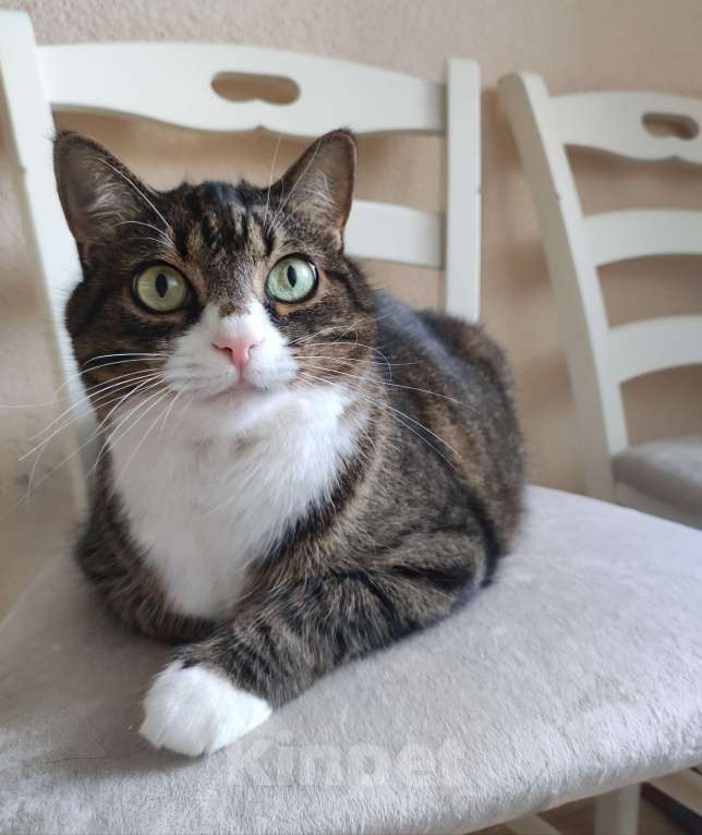 Кошки в Санкт-Петербурге: Отдадим в добрые руки кошечку Алису Девочка, Бесплатно - фото 4