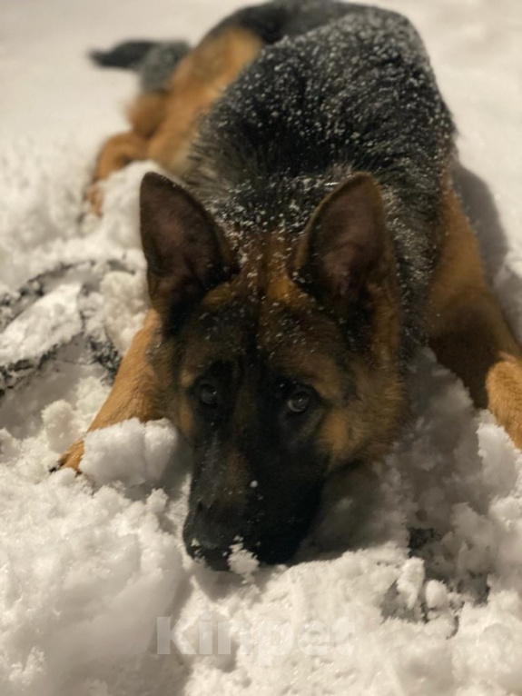 Собаки в Люберцах: Щенки немецкой овчарки. С родословной. Немецкая овчарка. Щенок. С документами. Купить. Овчарка. Мальчик, 45 000 руб. - фото 5