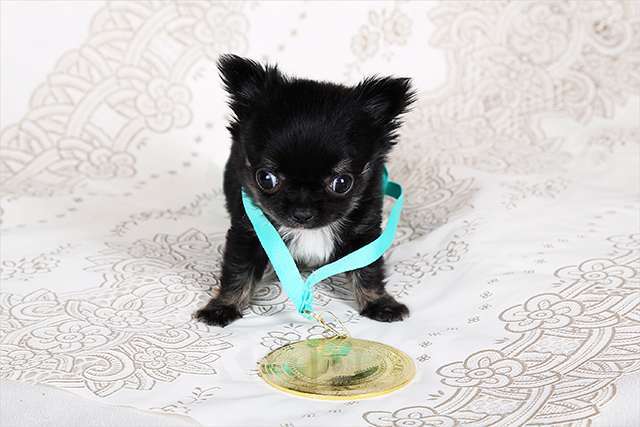 Собаки в Люберцах: МИНИ чихуахуа Мальчик, Бесплатно - фото 2