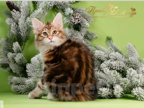 Кошки в Москве: Котенок золотой Курильского Бобтейла Мальчик, Бесплатно - фото 3