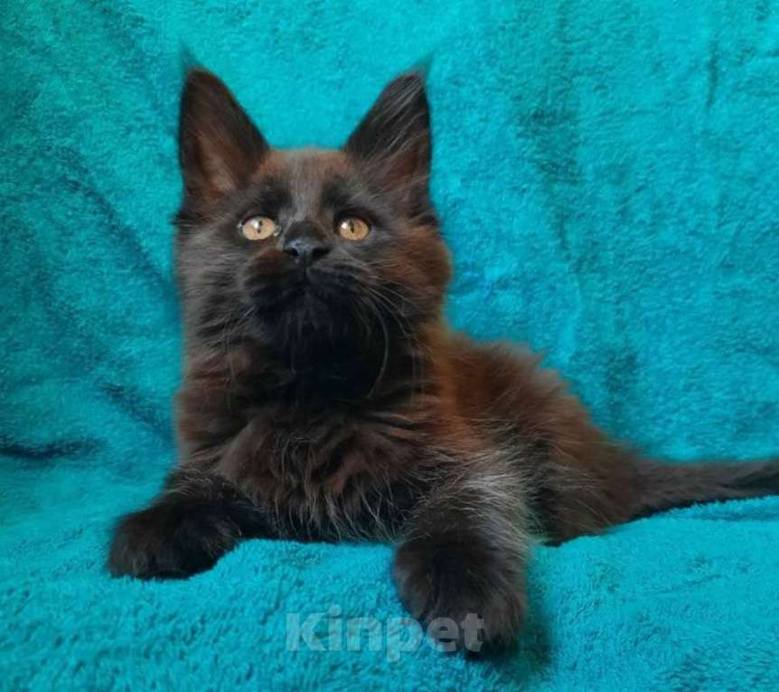 Кошки в Воронеже: Мейн-кун  Девочка, 45 000 руб. - фото 1