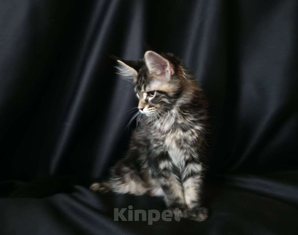 Кошки в Москве: Пресненские котята породы мейн-кун. Алекс Мальчик, 75 000 руб. - фото 2